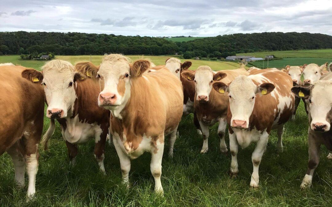 LATEST SIMMENTAL MARKET BRIEFS SEES THE BREED TOPPING COMMERCIAL SALES AROUND THE UK AND AT GISBURN; HUNTLY; NEWTON STEWART; LANCASTER; FROME; ABERDEEN; SHREWSBURY; HALLWORTHY; DUMFRIES; DUNGANNON; TRURO; STIRLING; CARLISLE; SELBY; EXETER; THIRSK; HOLSWORTHY; DINGWALL; SEDGEMOOR; AND LUDLOW.