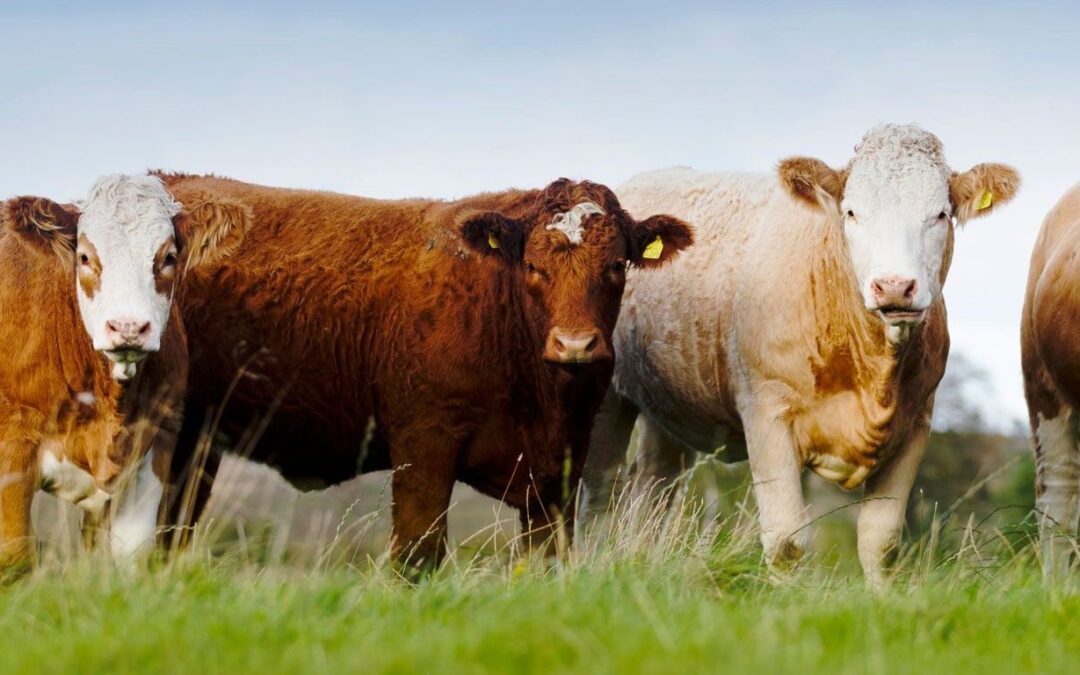 SIMMENTAL CATTLE FEATURING IN THE TOP PRICES AT HEXHAM; EXETER; ABERDEEN; HALLWORTHY; STIRLING; FROME; DUNGANNON; SEDGEMOOR; MELTON MOWBRAY; DUMFRIES; THIRSK; & ST BOSWELLS