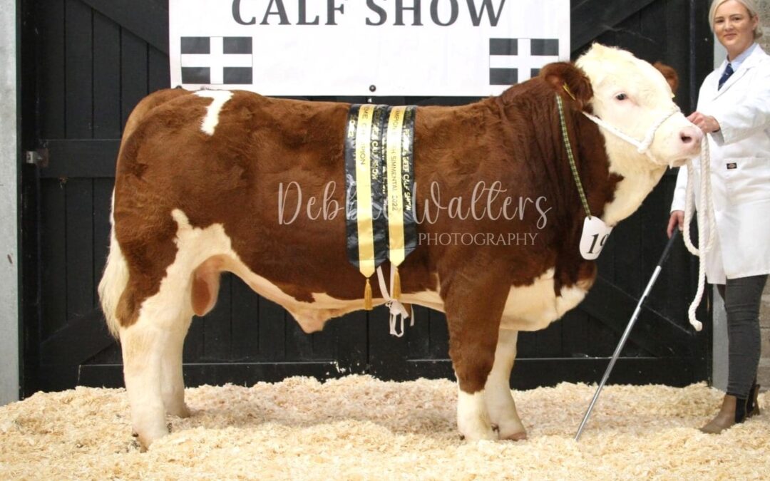 SIMMENTAL CHAMPION TREVERBYN NORMAN WINS ALL-BREEDS TITLE AT CORNWALL PEDIGREE CALF SHOW