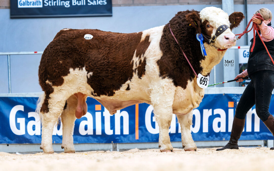 28,000GNS ISLAVALE MAGNUM FIRES STIRLING SIMMENTAL BULL SALE TO A NEW BREED RECORD AVERAGE OF £7559, UP £1597 ON THE YEAR