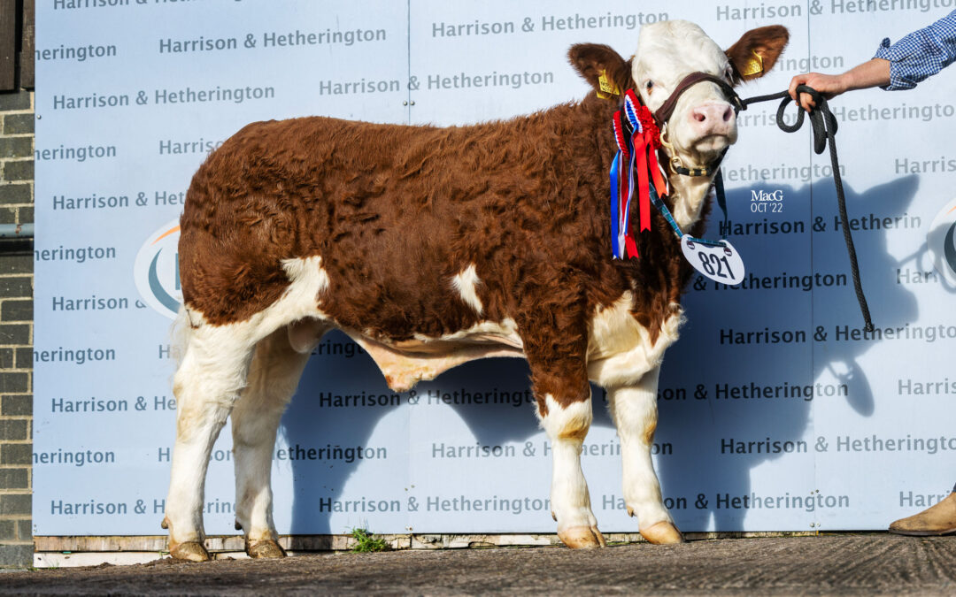 IT’S A ‘NOBLE WYNN’ FOR NEWBIEMAINS AT THE BORDERWAY SIMMENTAL CALF SHOW