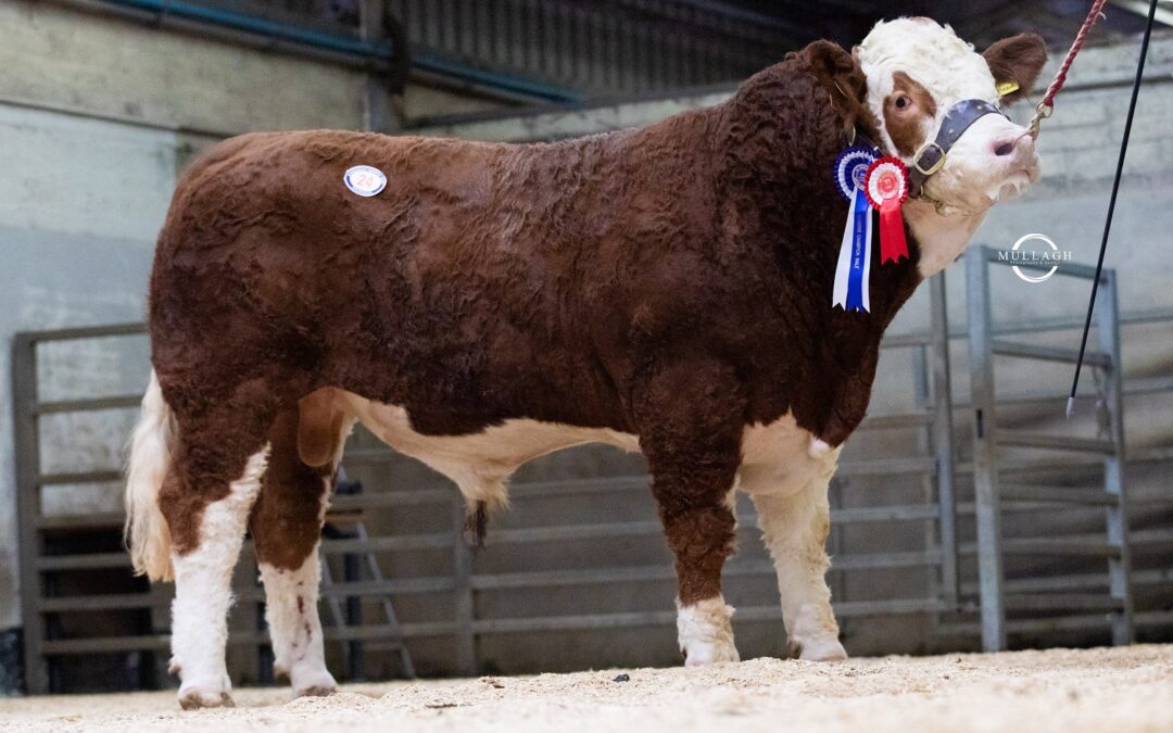 CORRICK MAJOR MARCHES TO 4800GNS TOP PRICE AT THE AUTUMN NORTHERN IRELAND SIMMENTAL CLUB SALE