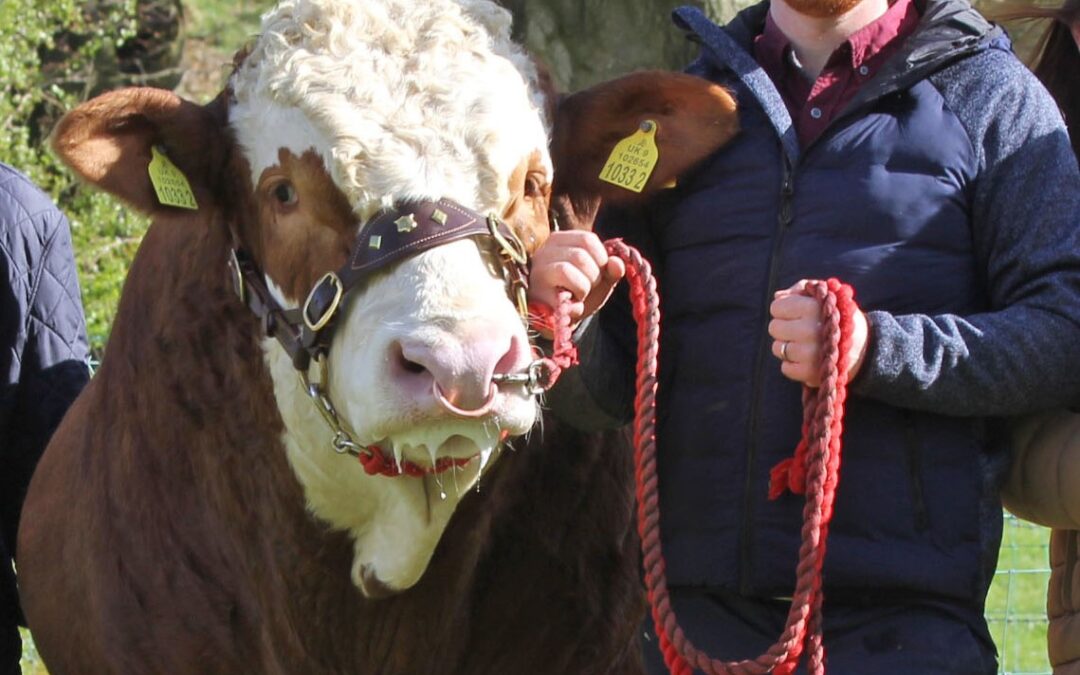 CHRIS WEATHERUP, LISGLASS, THE ‘MAN IN THE MIDDLE’ AT THE SIMMENTAL NEXT GENERATION II SHOW & SALE, CARLISLE, DECEMBER 2ND