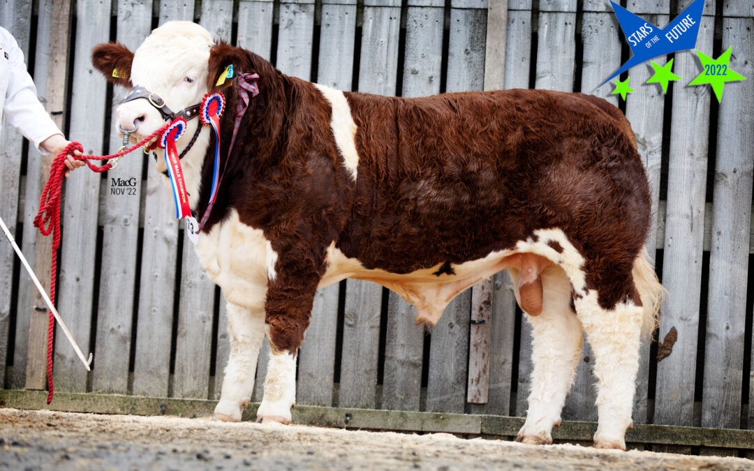 QUALITY SIMMENTAL CALVES ‘A STAR TURN’ AT STIRLING