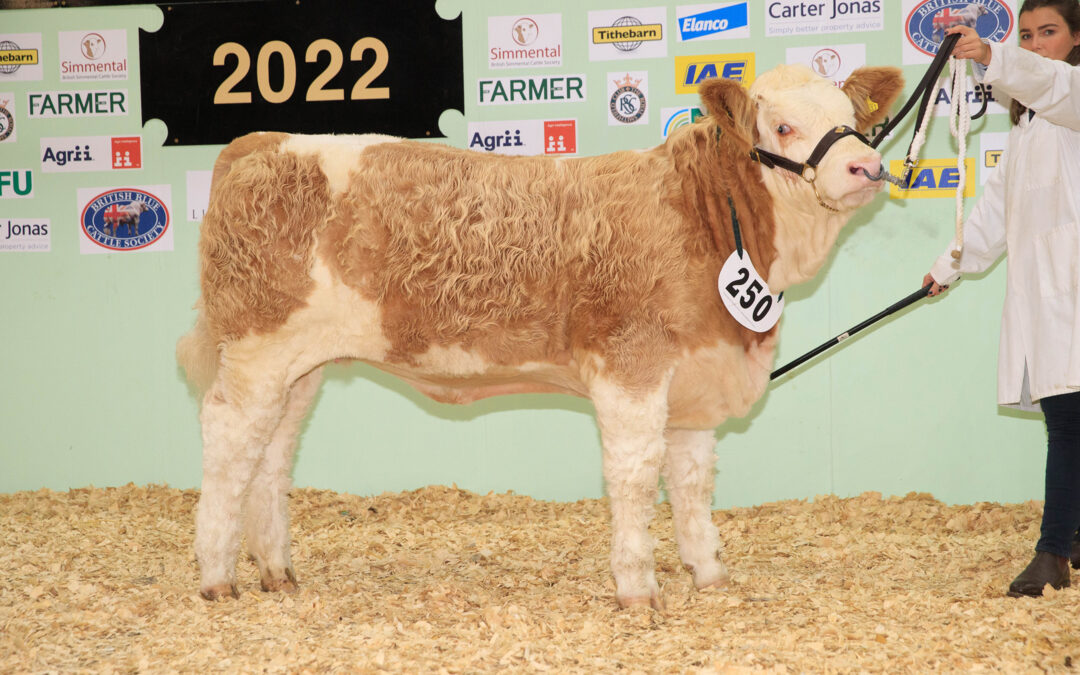 POPES WEIKELS NADINE WINS SIMMENTAL CALF SHOW AT THE ENGLISH WINTER FAIR