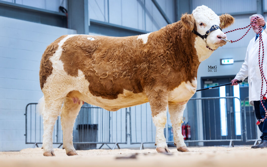 2022 Archives British Simmental Cattle Society