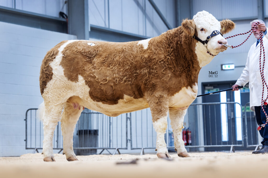 Carlisle Dutch Spotted topped at 16,000gns at sale