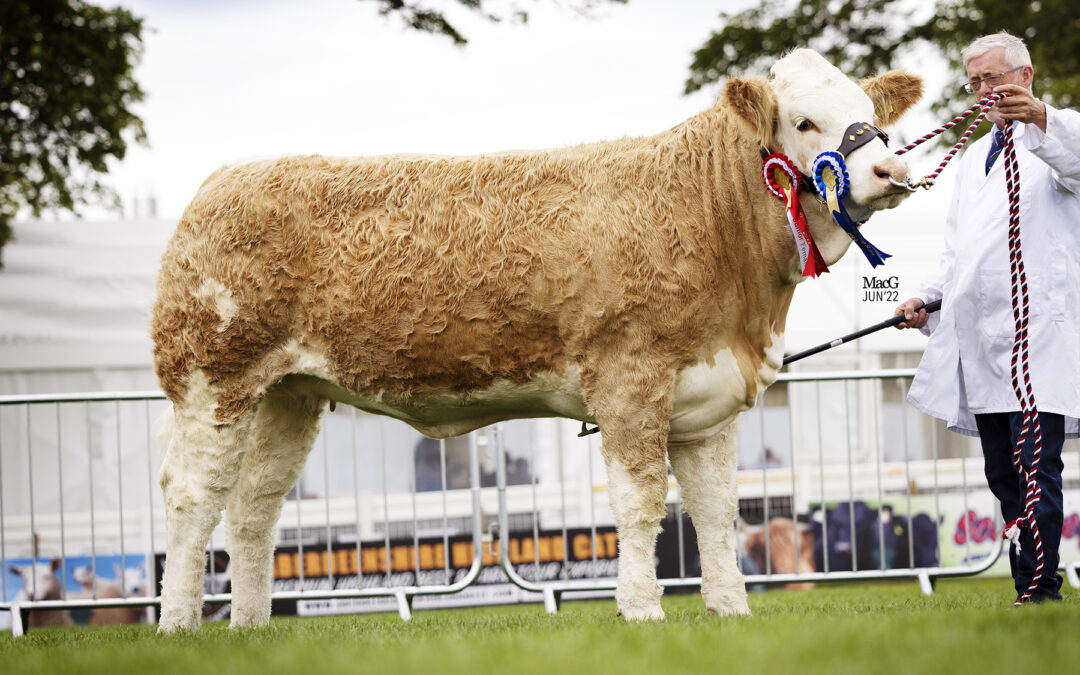 BURY ST EDMUNDS BREEDER SETS 18,000GNS SIMMENTAL CENTRE RECORD AT CARLISLE SALE