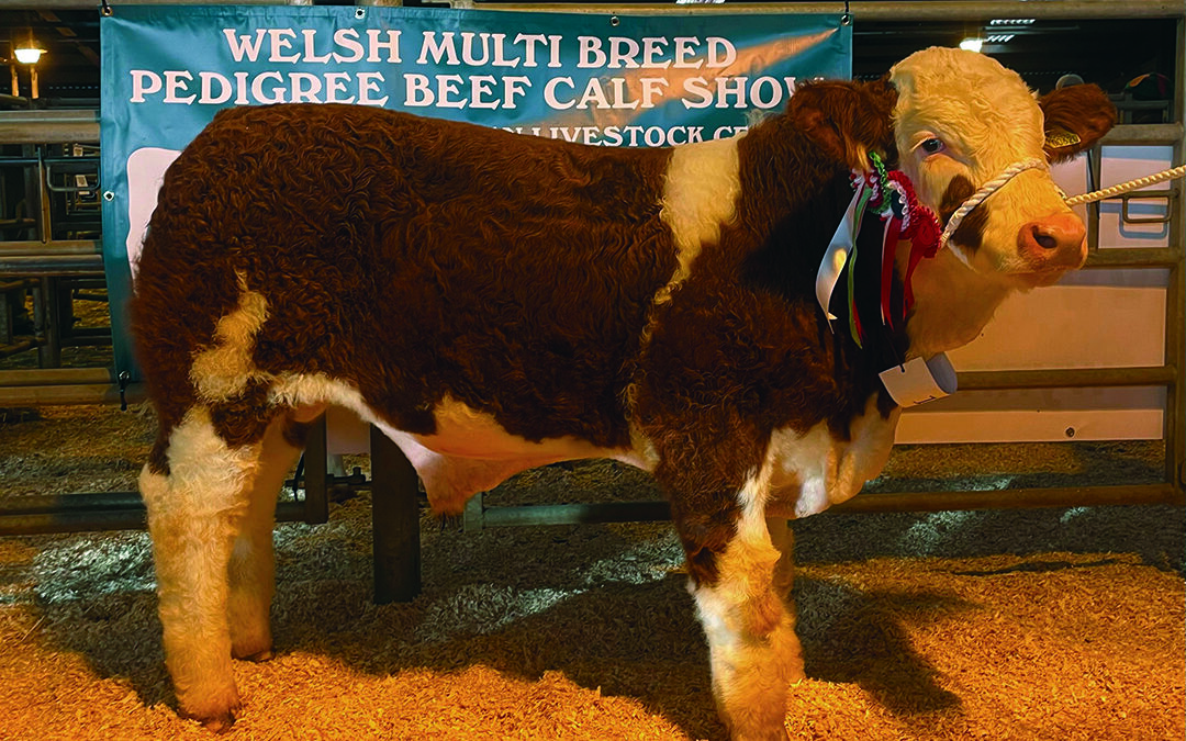 ‘NITRO’ BLOWS AWAY THE COMPETITION AT THE WELSH PEDIGREE CALF SHOW