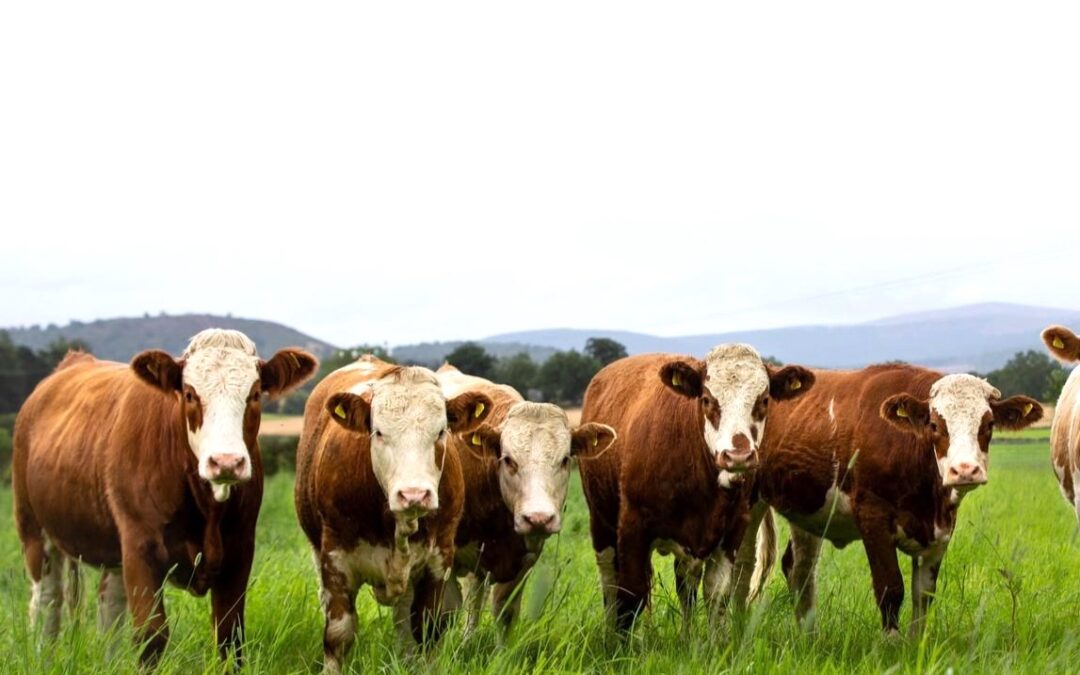 MARKET BRIEFS ROUND UP AS SIMMENTALS CONTINUE TO TOP COMMERCIAL SALES AROUND THE UK AND INCLUDING AT LANCASTER; CARLISLE; TRURO; FROME; THIRSK; EXETER; ABERDEEN; SKIPTON; STIRLING; DUMFRIES; PRESTON; DINGWALL; LANARK; DALMALLY; & OSWESTRY.