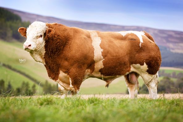 AUCHORACHAN HERCULES TOPS THE SIMMENTAL SIRE RANKINGS FOR THE MOST PEDIGREE PROGENY REGISTERED IN 2022