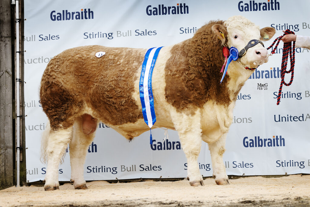 28,000GNS BANNHILL FARM BULL LEADS THE WAY AT STIRLING AS STRONG ...