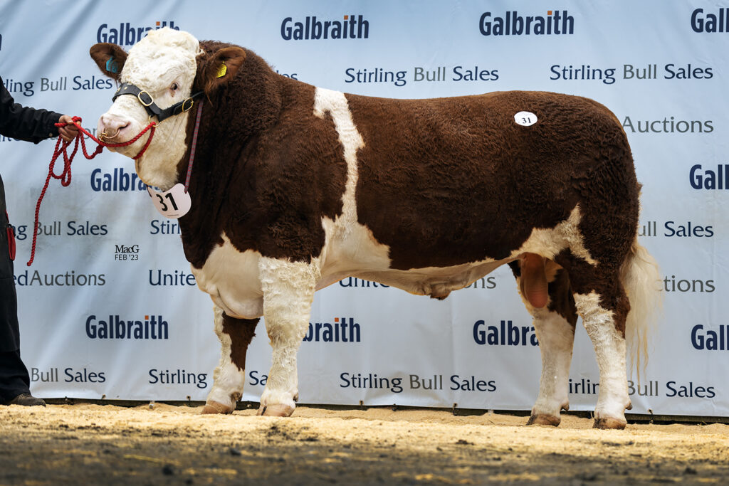 28,000GNS BANNHILL FARM BULL LEADS THE WAY AT STIRLING AS STRONG ...