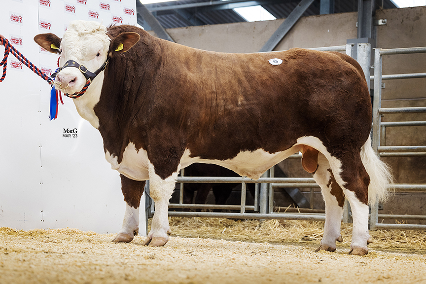 HOLLYBROOK MAXIMUM TOPS THE SIMMENTALS AT MELTON MOWBRAY