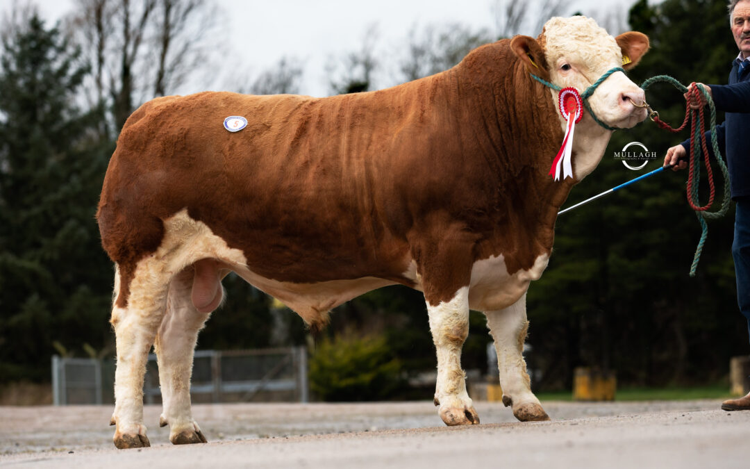 4,000GNS DRUMLONE MALCOM TOPS DUNGANNON SIMMENTAL SALE