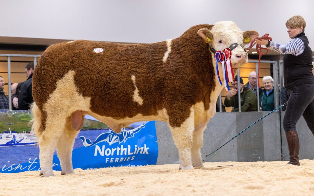 STOP PRESS: 10,000GNS ISLAVALE MARSHALL HEADS UP SIMMENTAL BREED RECORD AVERAGE AT ABERDEEN!