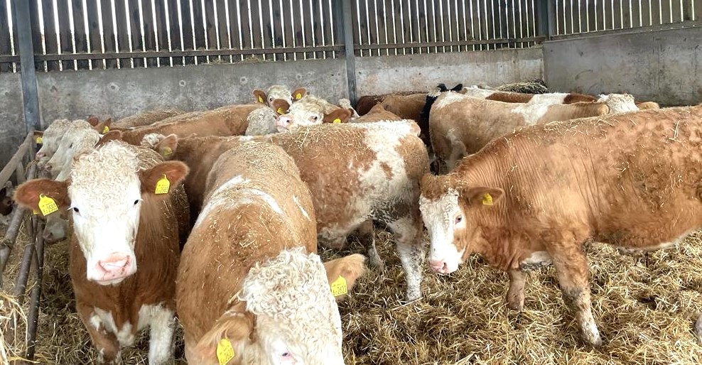 SIMMENTAL STEER SELLS FOR A £2010 CENTRE RECORD AT EXETER!