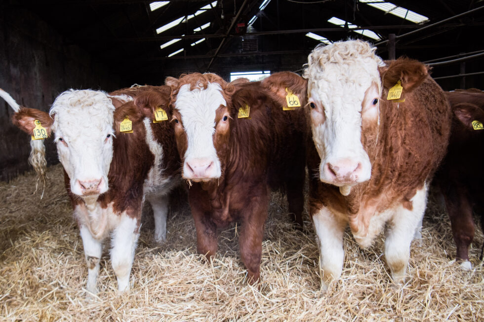 SIMMENTAL BEEF WORKS A TREAT AT DRUMSLEED! - British Simmental Cattle ...