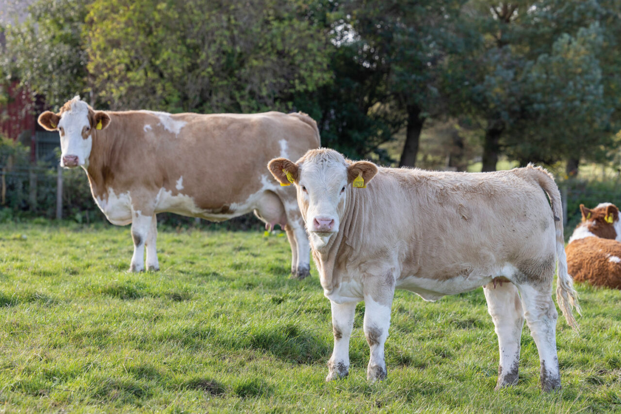 Brodieshill Farm - British Simmental Cattle Society