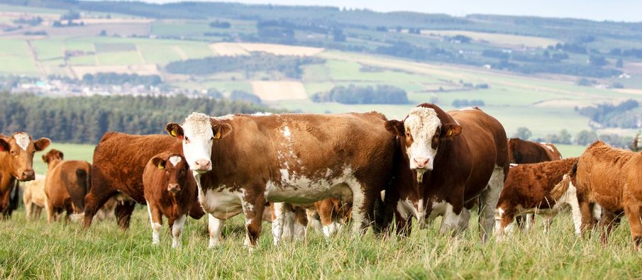 EFFICIENT, FLEXIBLE SIMMENTALS CONTINUING TO TOP LIVESTOCK SALES AROUND THE UK!
