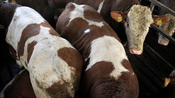 AGE OF SLAUGHTER IS THE KEY TO CARBON CHALLENGE –