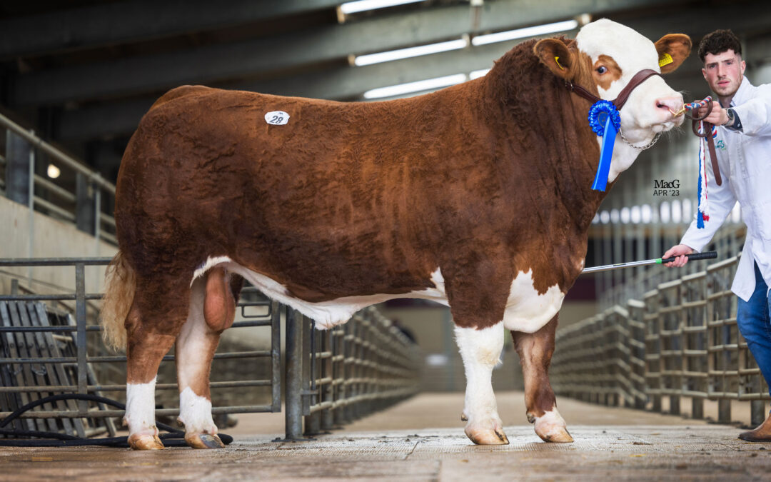 5800GNS NEWTON HOUSE MONEYMAKER LEADS THE SIMMENTAL BULLS AT WORCESTER