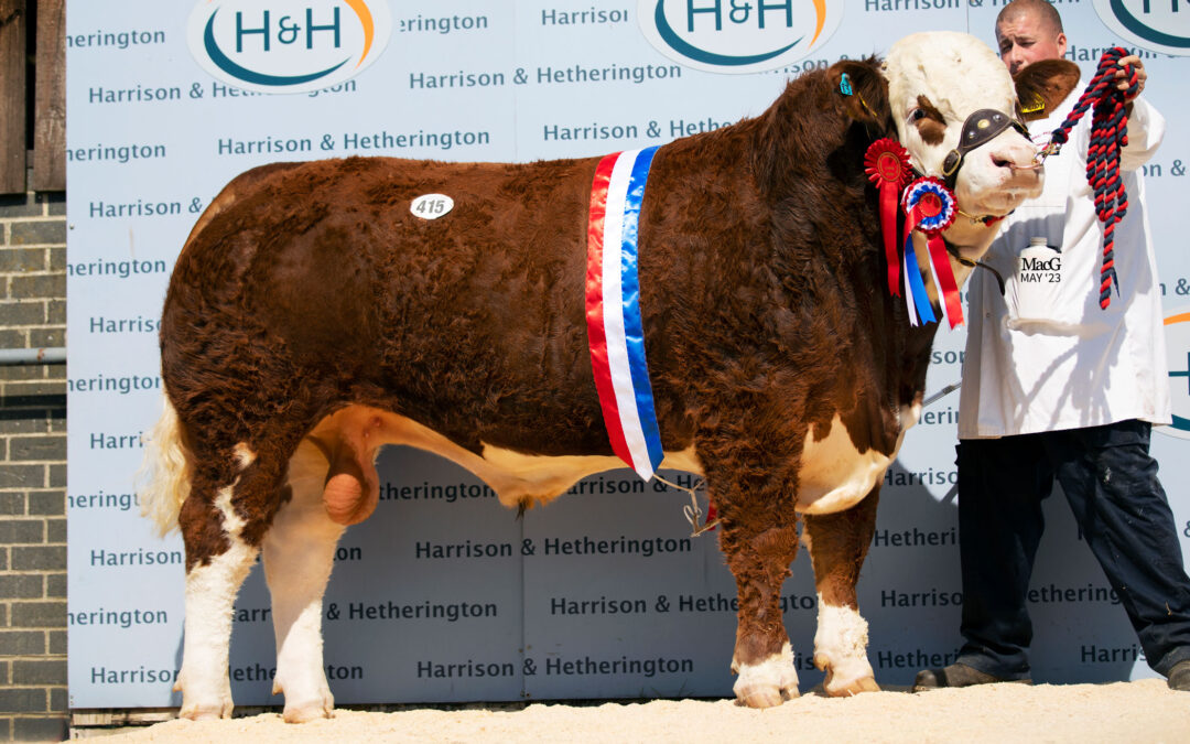 10,000GNS OVERHILL SIMMENTAL BULL IS THE ‘REAL’ MCCOY AT CARLISLE!
