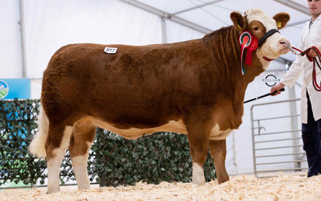 SIMMENTAL FEMALES IN BIG DEMAND AT SWATRAGH WITH 4400GNS DRUMAGARNER MICHELLE LEADING THE WAY