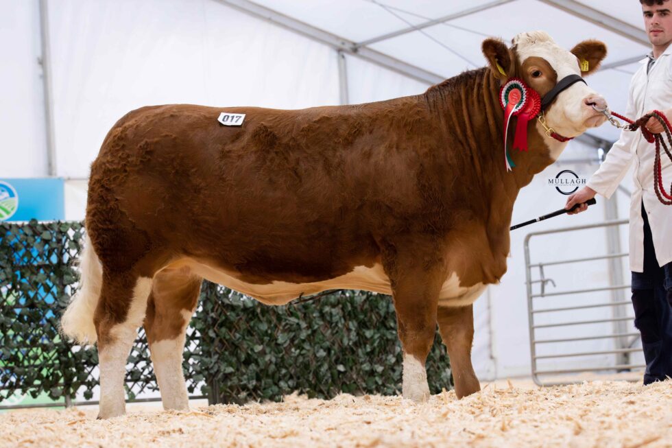 Swat Rag SIMMENTAL FEMALES IN BIG DEMAND AT SWATRAGH WITH 4400GNS DRUMAGARNER ...