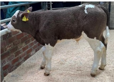 24-DAY-OLD SIMMENTAL SELLS FOR £505 AT GISBURN AND WINS CHAMPION REARING CALF