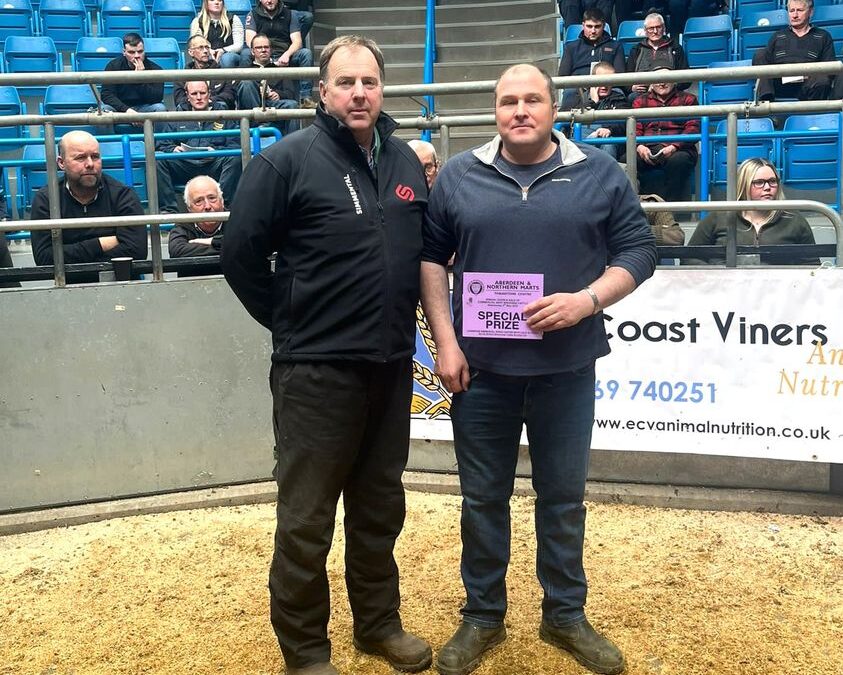 SIMMENTAL HEIFER AND CALF SELLS TO £3700 FOR THE GORDON FAMILY, LOST FARM, STRATHDON AS SIMMENTALS FEATURE THROUGHOUT IN NUMBERS AND LEADING PRICES AT THAINSTONE!