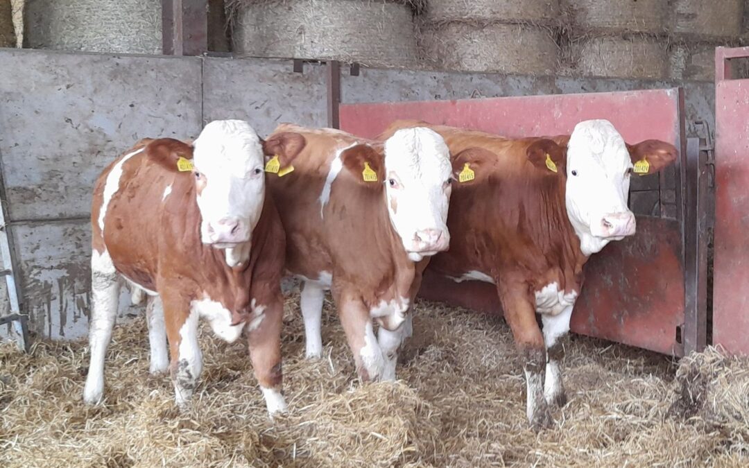 MERKLAND SIMMENTAL BULLING HEIFERS SELL TO A CRACKING £3650 AT STIRLING!