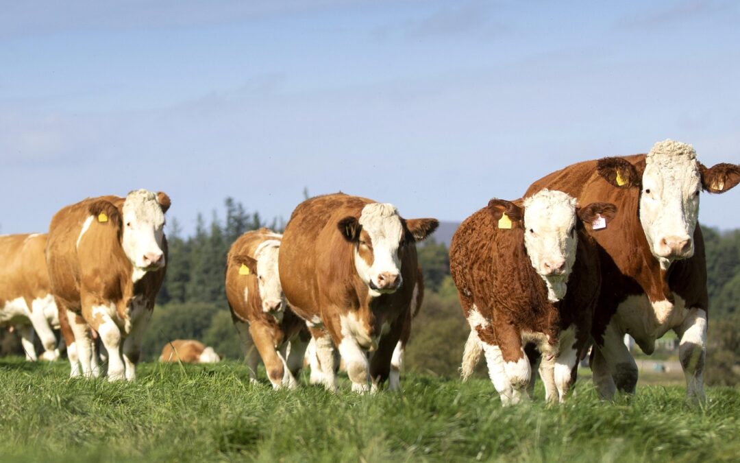 BREAKING NEWS: BRITISH SIMMENTAL ‘VIRTUAL’ SHOW IS BACK!
