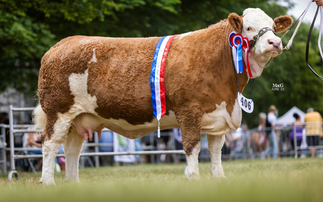ROYAL NORFOLK SEES POPES PRINCESS IMMIE ‘CROWNED’ CHAMPION AT 2023 SIMMENTAL ENGLISH NATIONAL SHOW