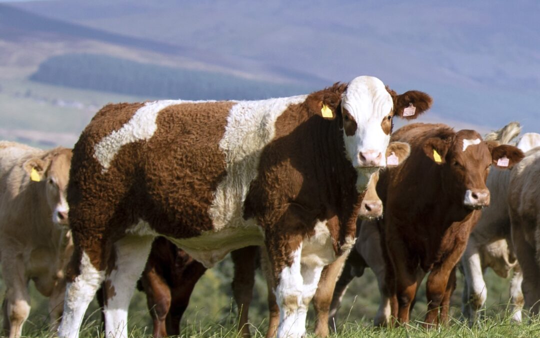 FROM CAITHNESS TO CORNWALL, SIMMENTALS TOPPING LIVESTOCK MARKETS AROUND THE UK!