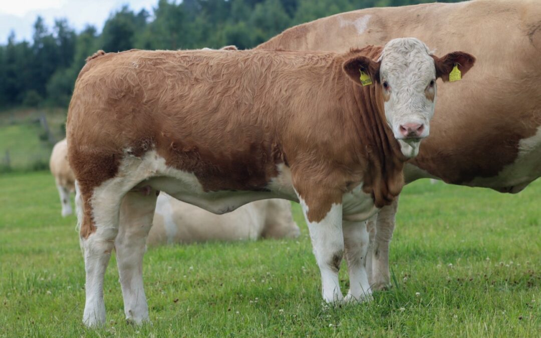 CORSKIE NAITRIN SECURES CLASS TWO OF THE 2023 BRITISH SIMMENTAL VIRTUAL SHOW!