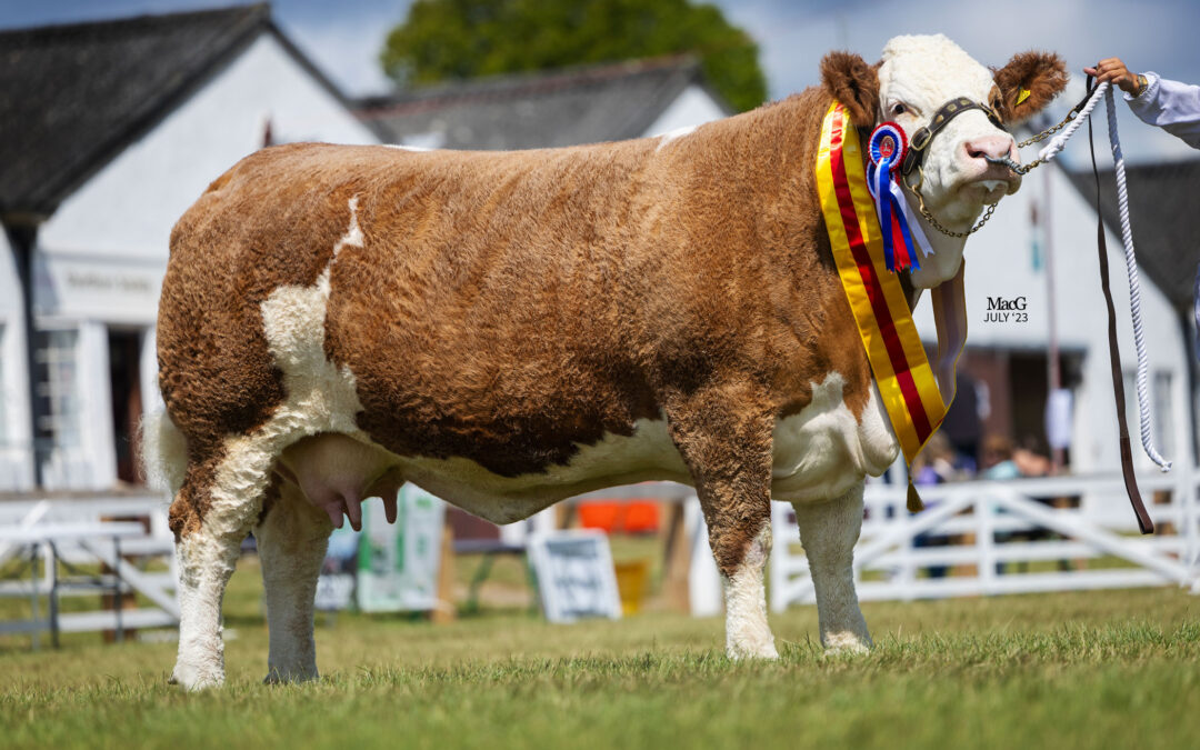 POPES PRINCESS IMMIE LIFTS BEEF SUPREME INTERBREED AS SUPER SIMMENTALS ‘WIN BIG’ AT 2023 GREAT YORKSHIRE SHOW!
