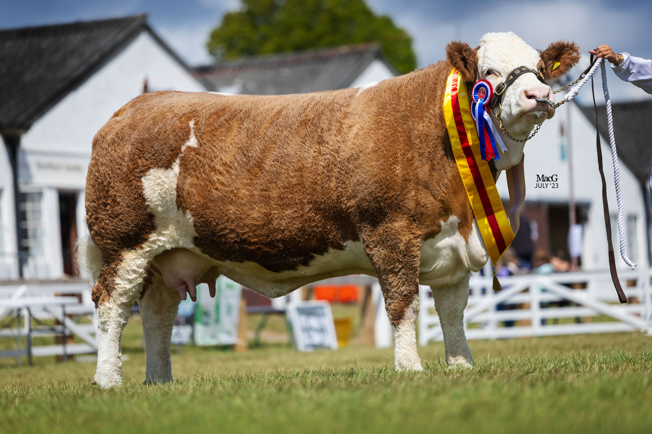 POPES PRINCESS IMMIE LIFTS BEEF SUPREME INTERBREED AS SUPER SIMMENTALS ...