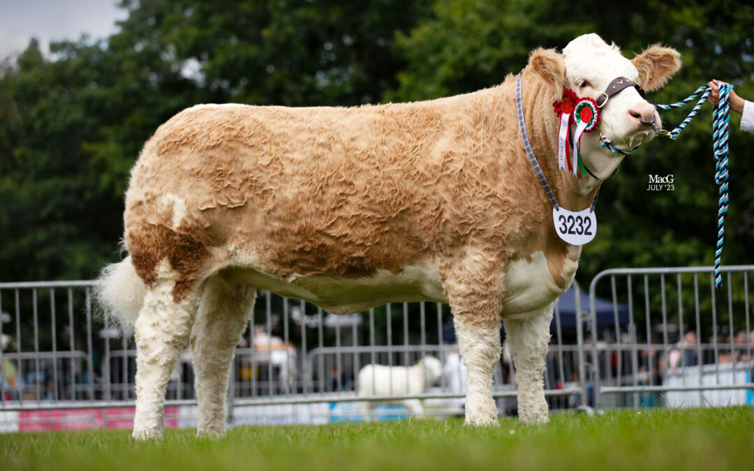 BRANDANE MILLIE WINS OVERALL SIMMENTAL SUPREME, AND RESERVE INDIVIDUAL INTERBREED AT 2023 ROYAL WELSH