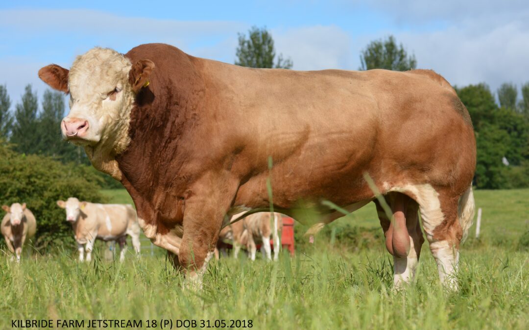 KILBRIDE FARM JETSTREAM 18 (P) FLOWS TO THE TOP OF CLASS FIVE OF THE 2023 BRITISH SIMMENTAL VIRTUAL SHOW COMPETITION!