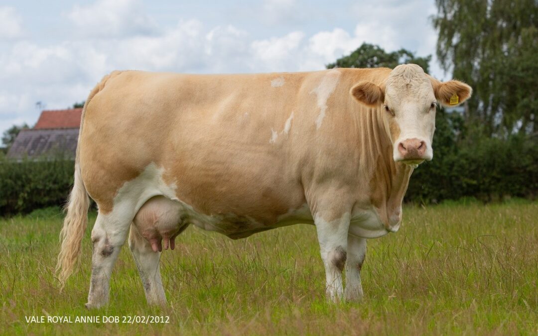 THE 2023 SIMMENTAL VIRTUAL SHOW SUPREME CHAMPION IS…VALE ROYAL ANNIE!!