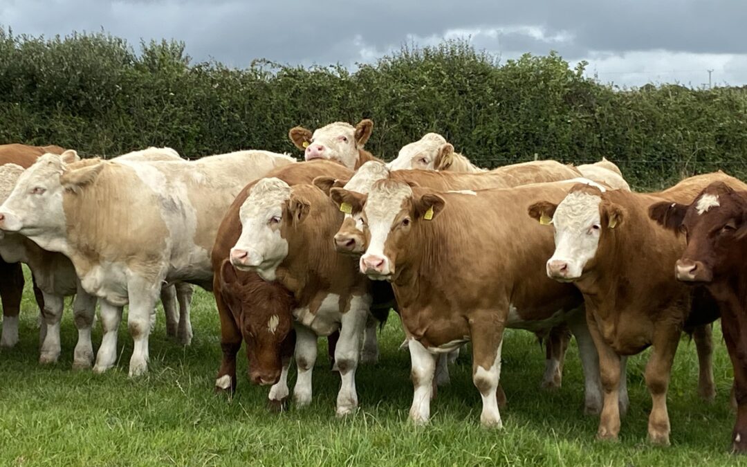 SUCCESSFUL SIMMENTAL COMMERCIAL OPEN DAY AT TREFAIR FARM, ST EVAL, CORNWALL