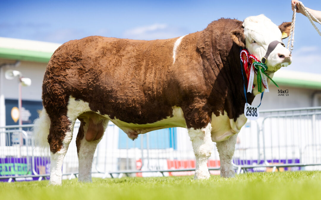 SIMMENTAL BULL CORSKIE NUTMEG SOLD IN PRIVATE DEAL FOR £32,000 TO THE DENIZES HERD