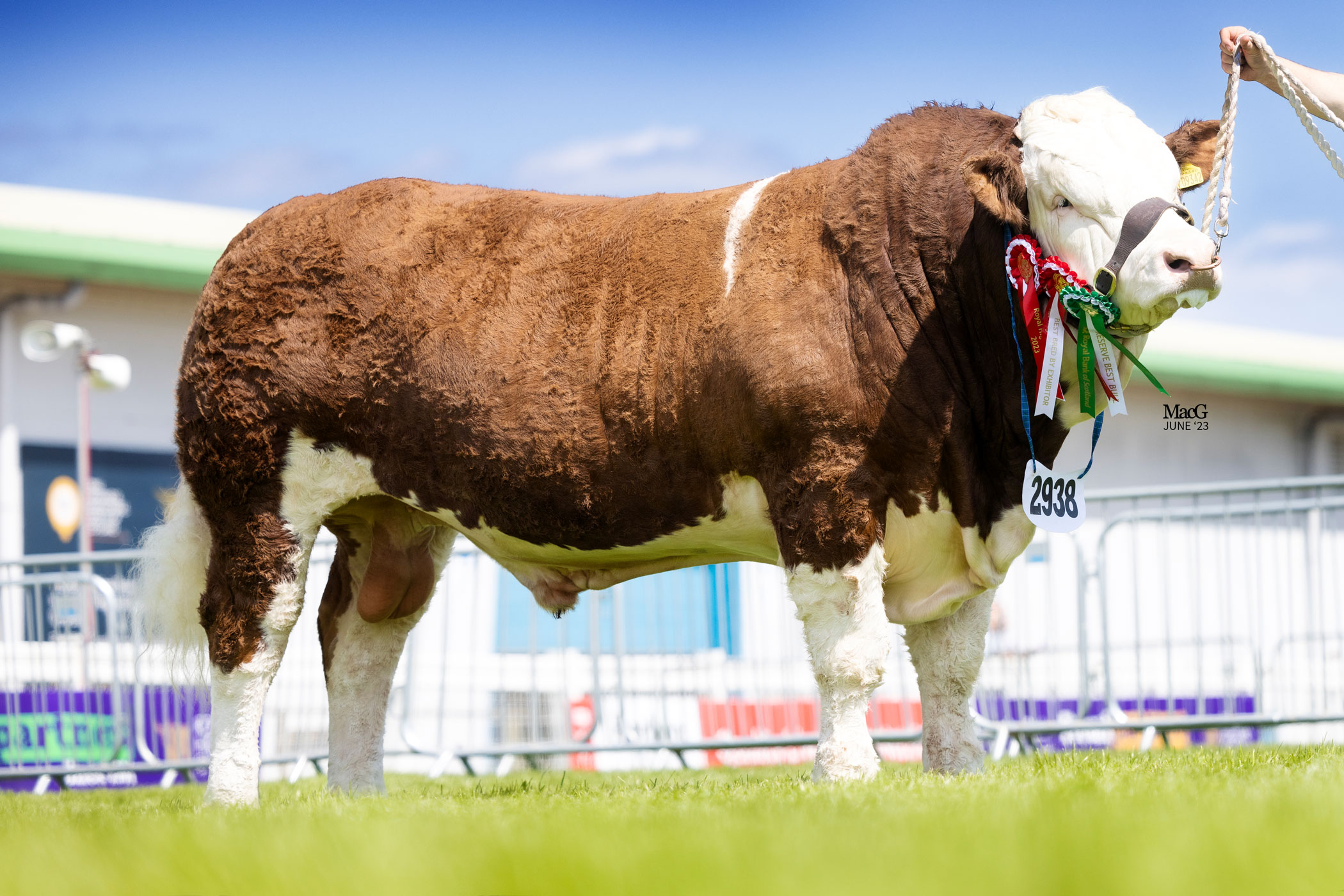 SIMMENTAL BULL CORSKIE NUTMEG SOLD IN PRIVATE DEAL FOR £32,000 TO THE