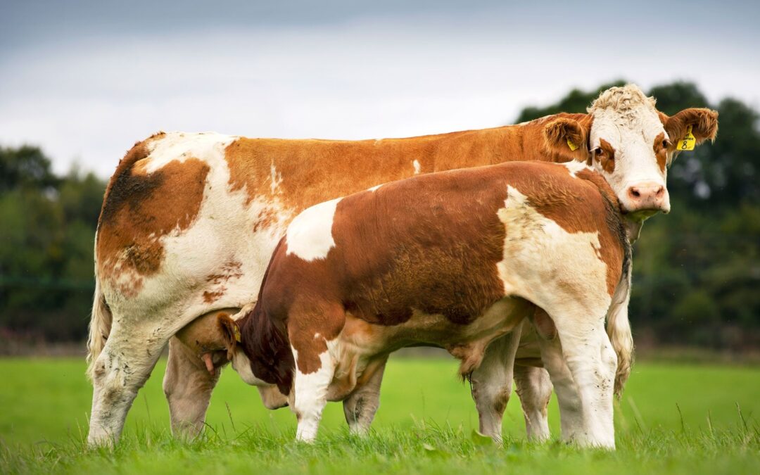 SIMMENTALS TOPPING SALES AT 27 AUCTION MARTS AROUND THE UK IN AUGUST!