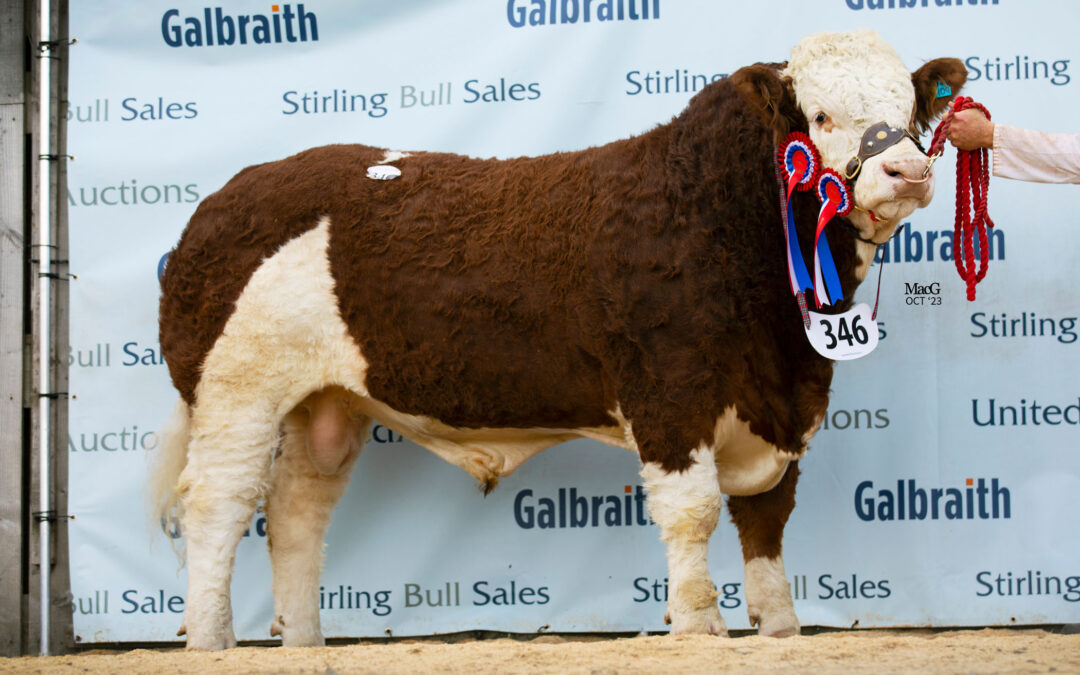 46,000GNS OVERHILL HOUSE NEO LEADS THE WAY AT RECORD BREAKING STIRLING SIMMENTAL SALE!