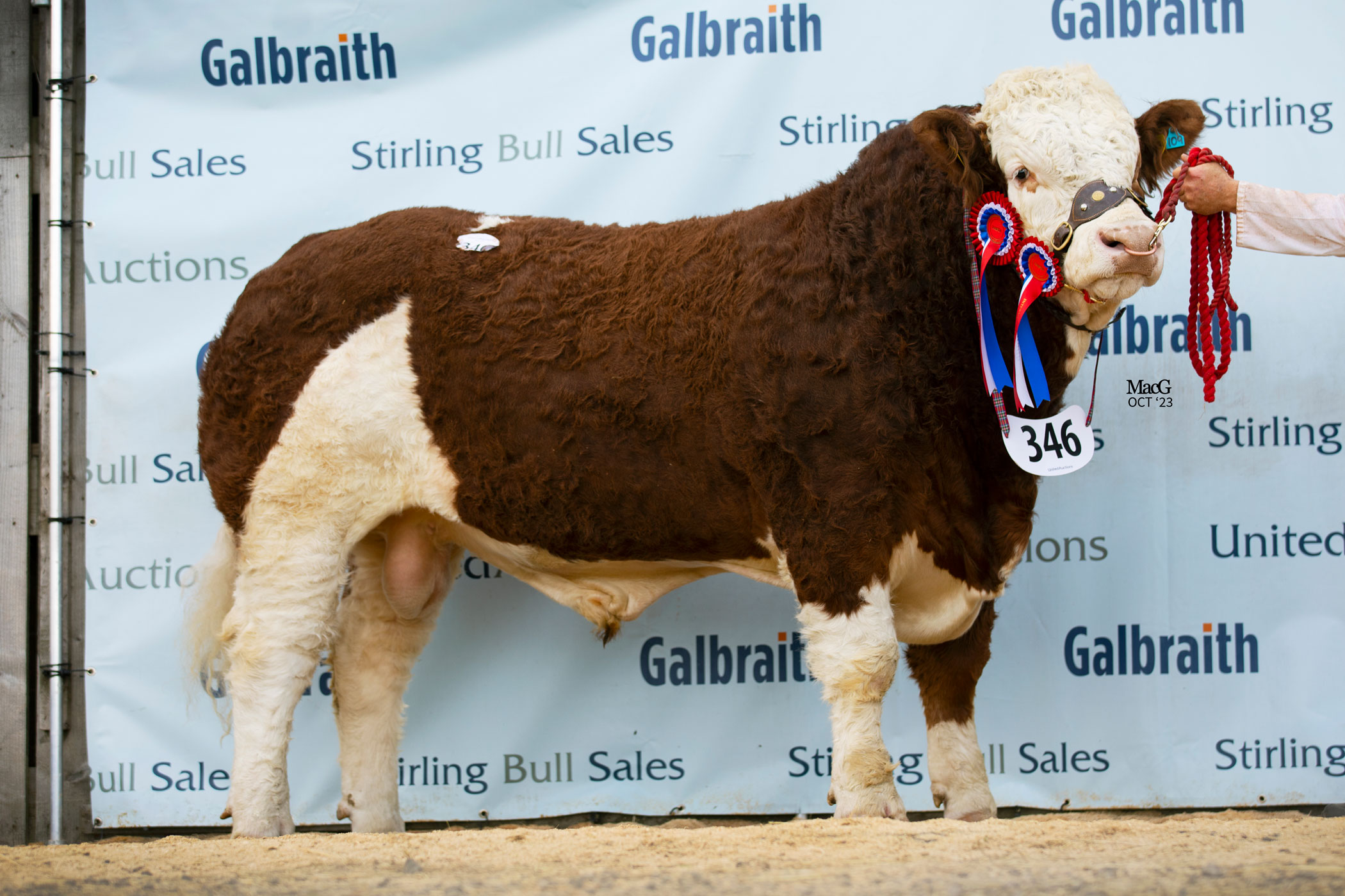 PART FIVE OF THE 2023 SIMMENTAL YEAR REVIEW! - British Simmental Cattle ...