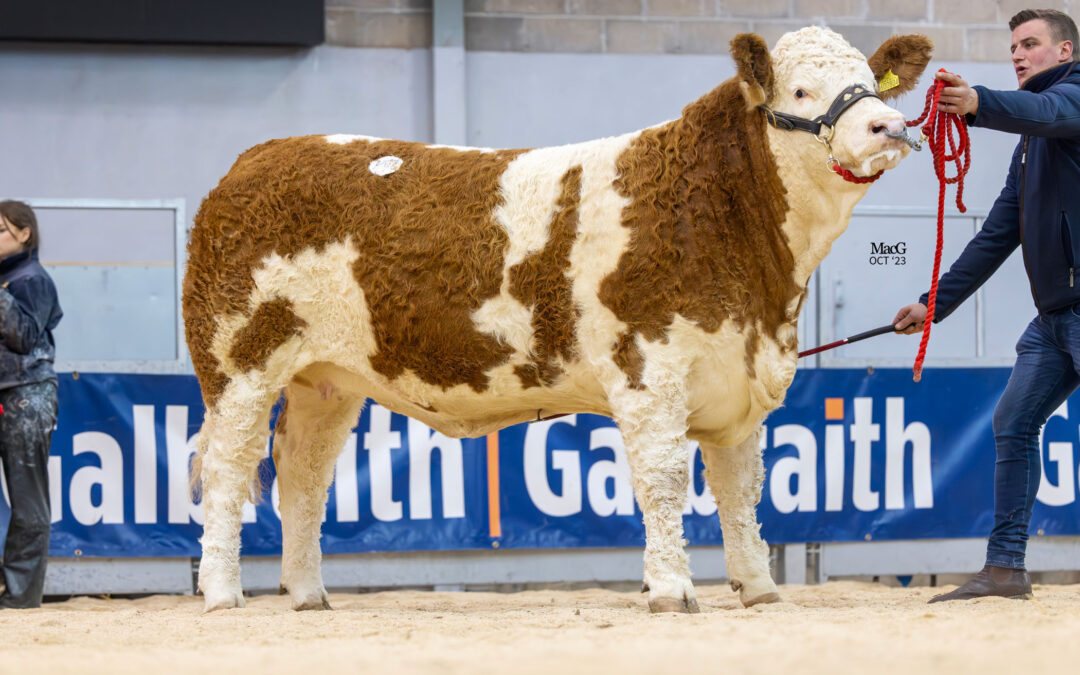 32,000GNS HEATHBOW NATASHA LEADS THE WAY AT RECORD BREAKING HEATHBROW DISPERSAL SALE!