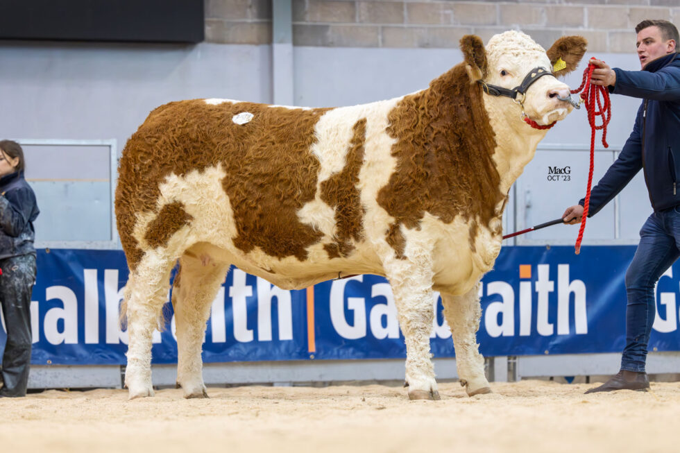 32,000GNS HEATHBOW NATASHA LEADS THE WAY AT RECORD BREAKING HEATHBROW