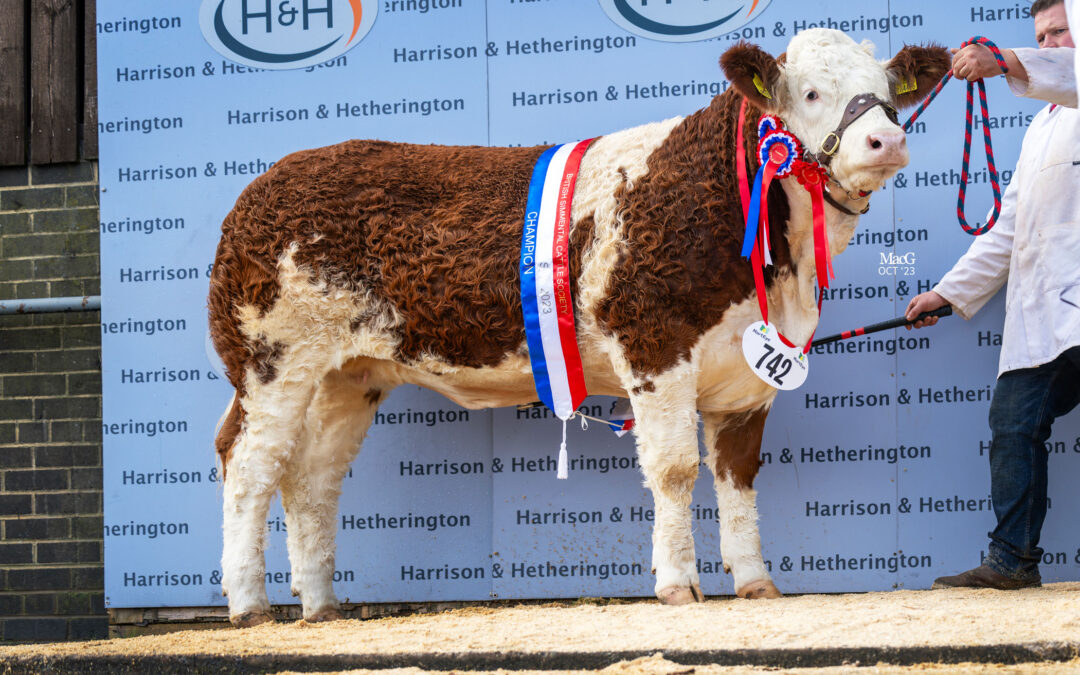 DELFUR LIFTS A ‘NIFTY’ CHAMPIONSHIP ONE-TWO AT THE BORDERWAY SIMMENTAL YOUNGSTOCK SHOW!